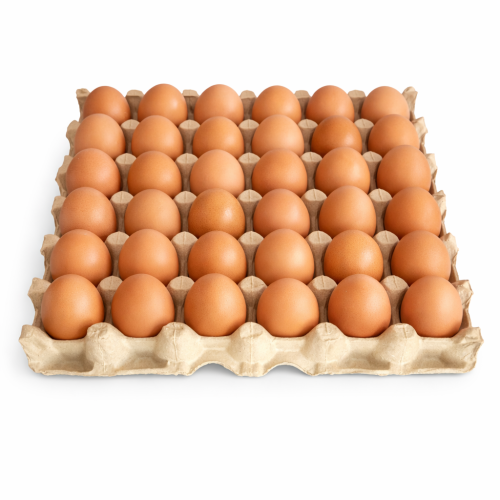 sample egg trays